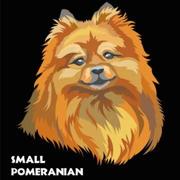 Colored Small Pomeranian vector Stock Illustration