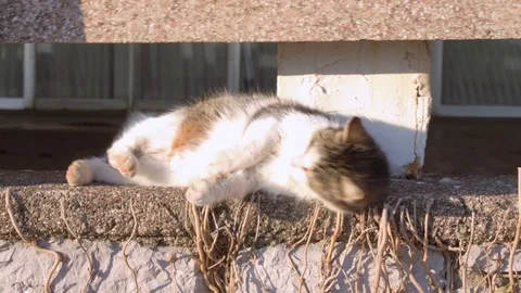 Colored spotted fluffy stray cat with cute pink nose is lying on the parapet Stock Footage 124976401