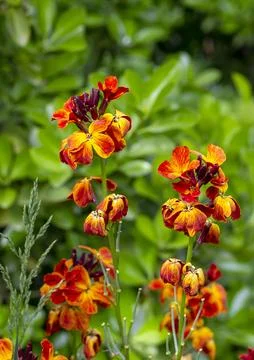 Colored spring flowers Stock Photos