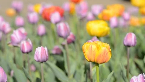 Colored spring tulips flowers swaying in the wind, background Stock Footage