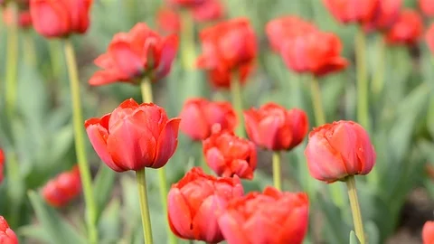 Colored spring tulips flowers swaying in the wind, background Stock Footage