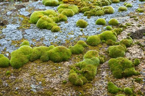 Colored Stone Blocks With Green Moss Stock Photos