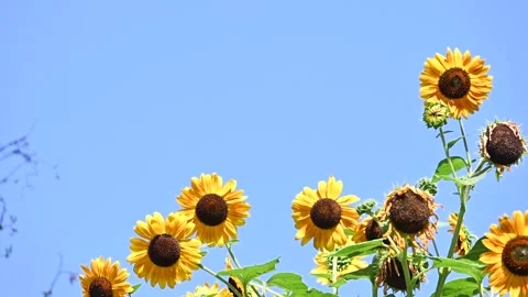 Colored sunflower Stock Footage 248781717