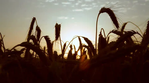 Colored sunrise at wheat field Видео 25102111