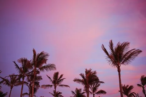 Colored sunset sky with palm trees in Playa Blanca, Lanzarote, Canary Islands Stock Photos