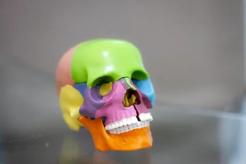 Colored synthetic skull for study Stock Photos