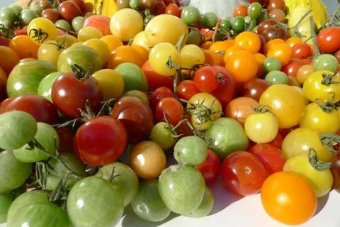 Colored tomatoes Stock Photos