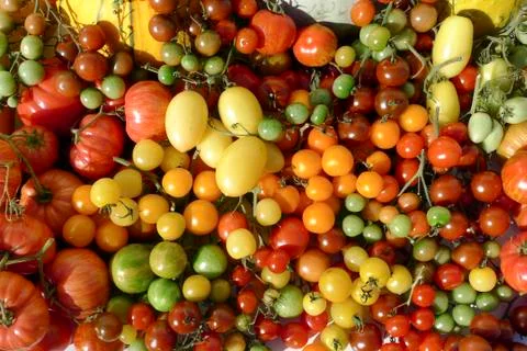 Colored tomatoes Stock Photos