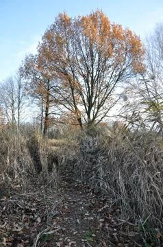 Colored tree Stock Photos