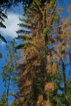 Colored tree tops Stock Photos