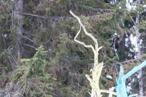 Colored tree trunks against the background of a green forest Stock Photos