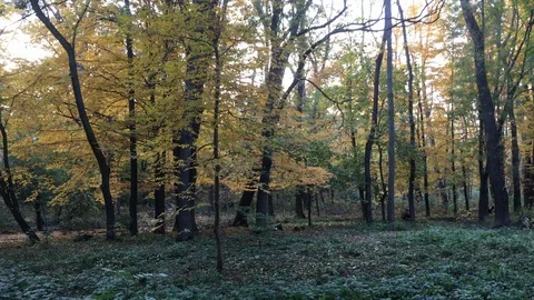Colored trees in the autumn forest Stock Footage 119107760
