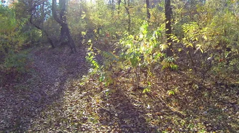 Colored trees in autumn.Aerial view Stock Footage 42852619