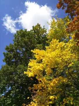 Colored trees Stock Photos