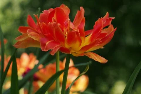 Colored tulips on the background Stock Photos