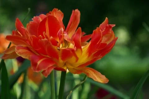 Colored tulips on the background Stock Photos