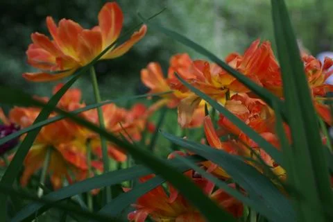 Colored tulips on the background Stock Photos