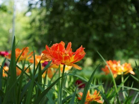 Colored tulips on the background Stock Photos