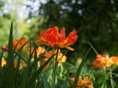 Colored tulips on the background Stock Photos