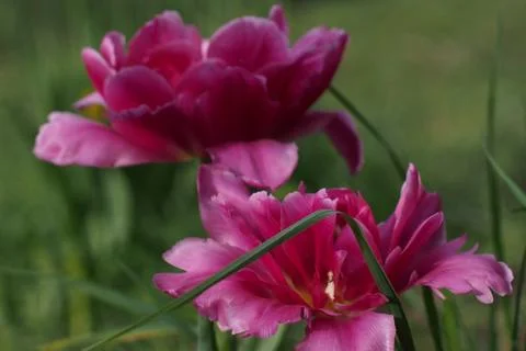 Colored tulips on the background Foto stock