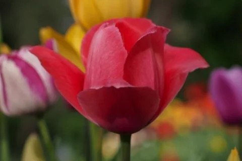 Colored tulips on the background Stock Photos