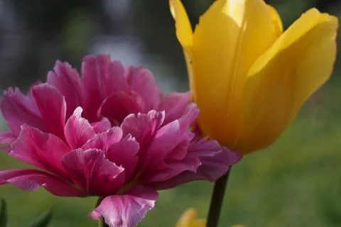 Colored tulips on the background Foto stock