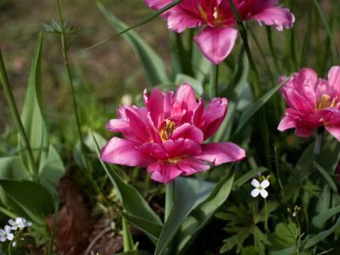 Colored tulips on the background Stock Photos