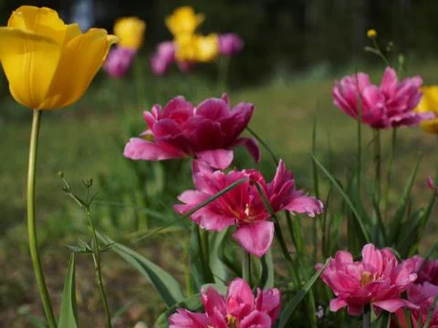 Colored tulips on the background Foto stock