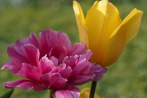 Colored tulips on the background Stock Photos