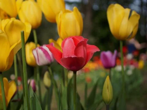 Colored tulips on the background Stock Photos