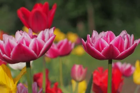 Colored tulips on the background Stock Photos