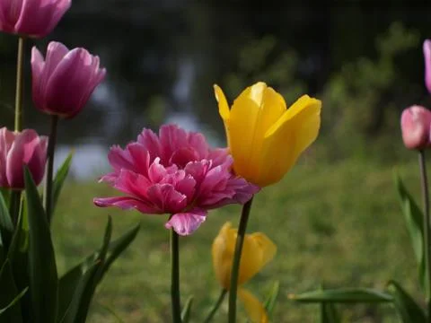 Colored tulips on the background Stock Photos