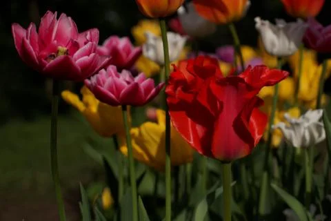 Colored tulips on the background Stock Photos