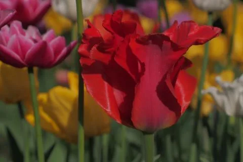Colored tulips on the background Foto stock