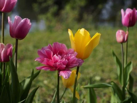 Colored tulips on the background Stock Photos