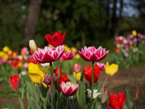 Colored tulips on the background Stock Photos