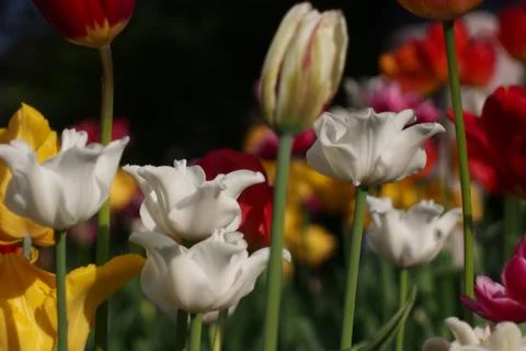 Colored tulips on the background Stock Photos