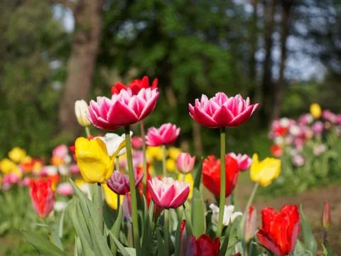 Colored tulips on the background Foto stock