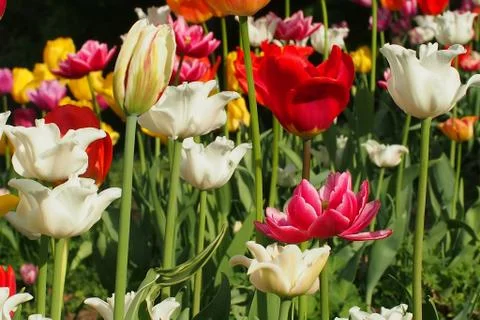 Colored tulips on the background Stock Photos