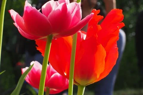 Colored tulips on the background Foto stock