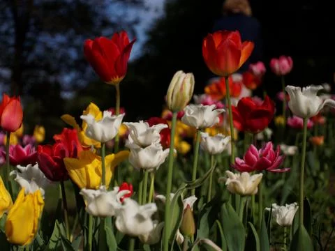 Colored tulips on the background Stock Photos