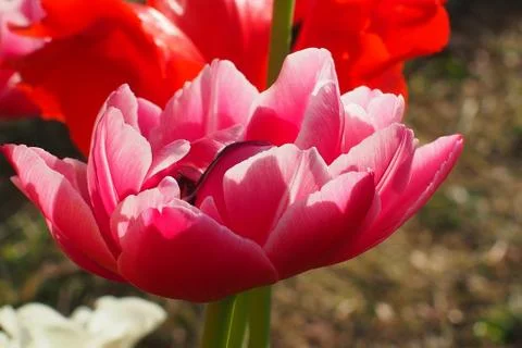 Colored tulips on the background Stock Photos