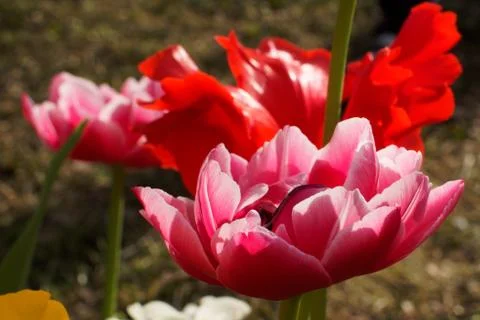Colored tulips on the background Foto stock
