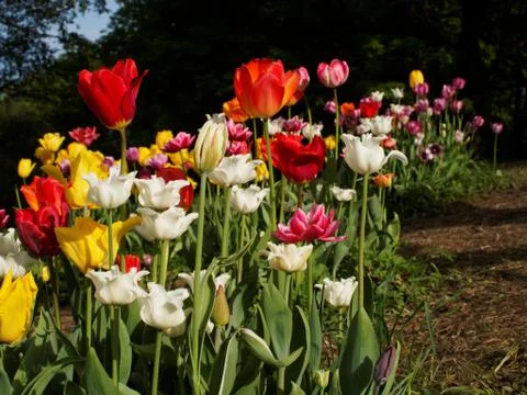 Colored tulips on the background Stock Photos