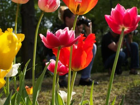 Colored tulips on the background Stock Photos