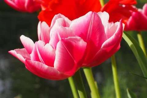 Colored tulips on the background Stock Photos