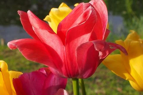 Colored tulips on the background Foto stock