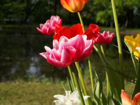 Colored tulips on the background Foto stock