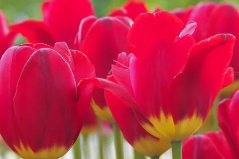 Colored tulips on the background Stock Photos