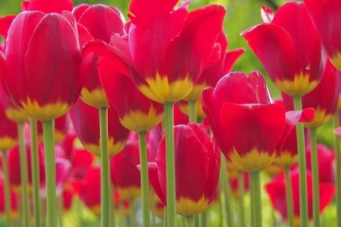 Colored tulips on the background Stock Photos